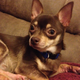 Image for article titled 39 *Scratchy Scratchy* Photos of Dogs